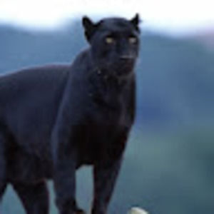 Meet your Posher, Reese